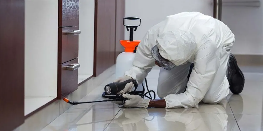 Termite Control - Your Business Name